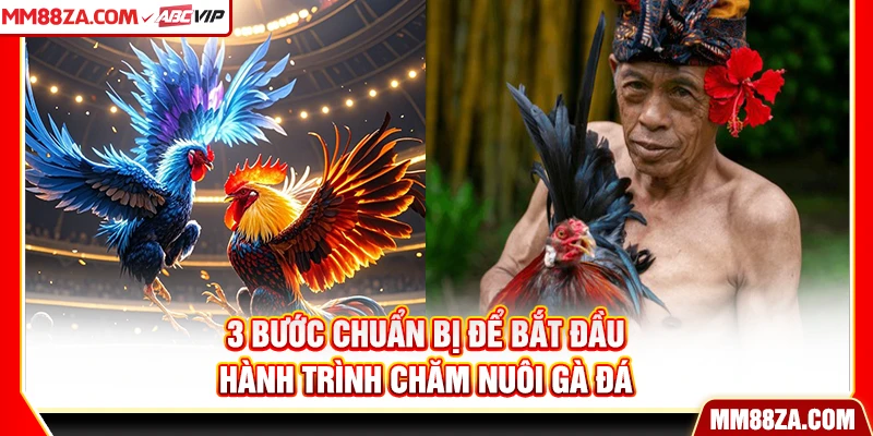 3 bước chuẩn bị để bắt đầu hành trình chăm nuôi gà đá