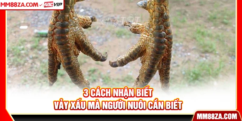 3 cách nhận biết vảy xấu mà người nuôi cần biết