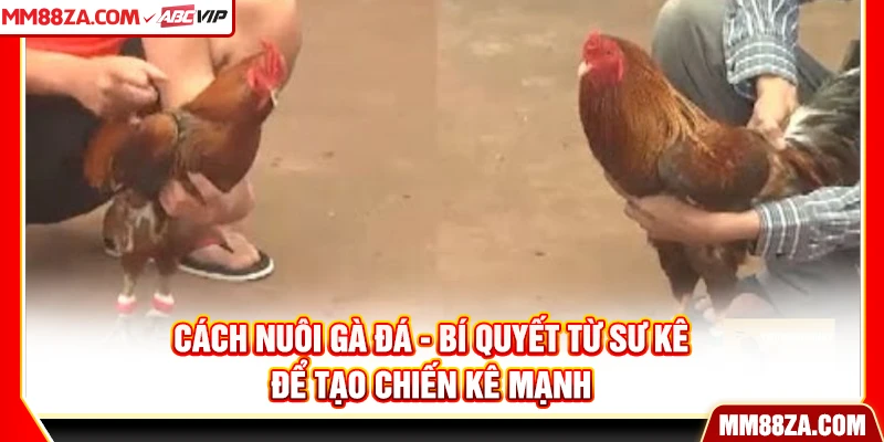 Cách Nuôi Gà Đá