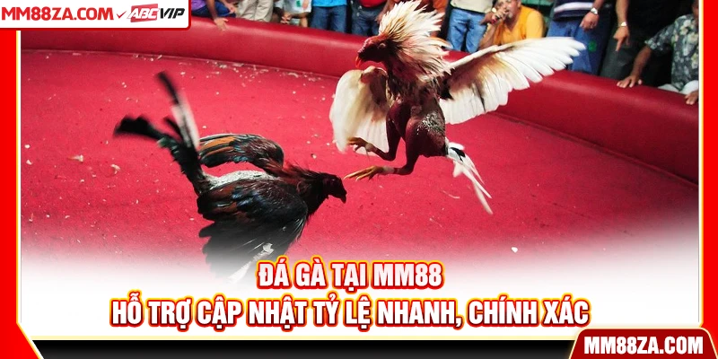 Đá gà tại MM88 hỗ trợ cập nhật tỷ lệ nhanh, chính xác