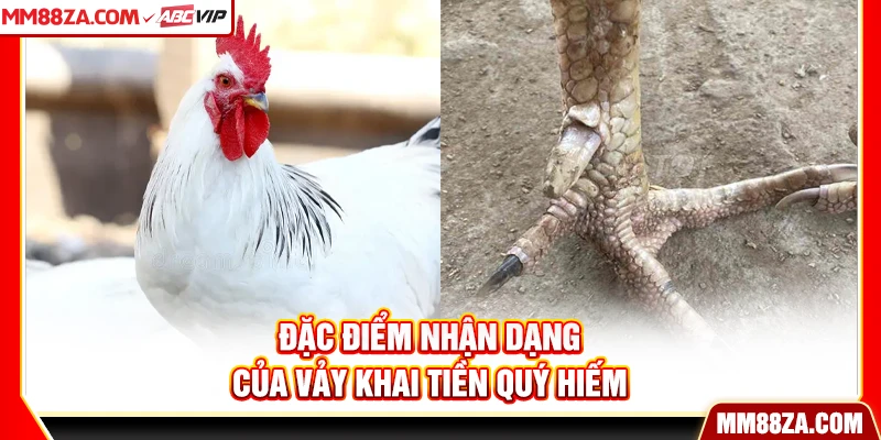 Đặc điểm nhận dạng của vảy khai tiền quý hiếm
