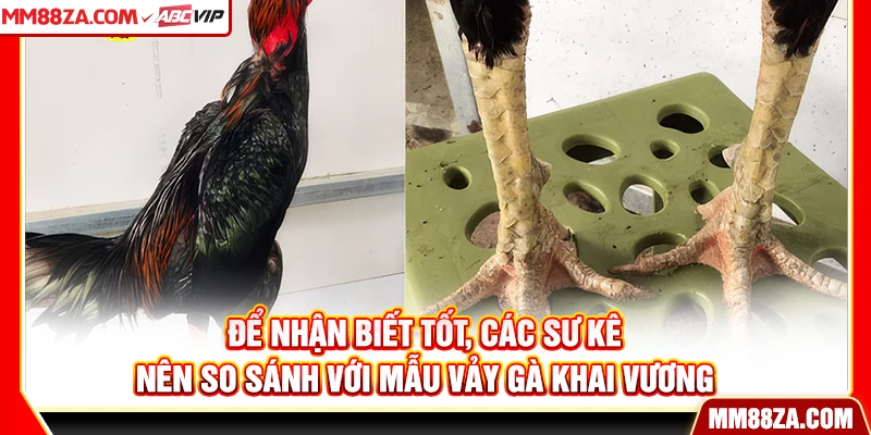 Để nhận biết tốt, các sư kê nên so sánh với mẫu vảy gà khai vương