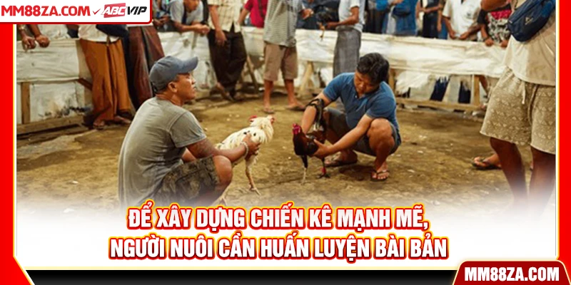 Để xây dựng chiến kê mạnh mẽ, người nuôi cần huấn luyện bài bản