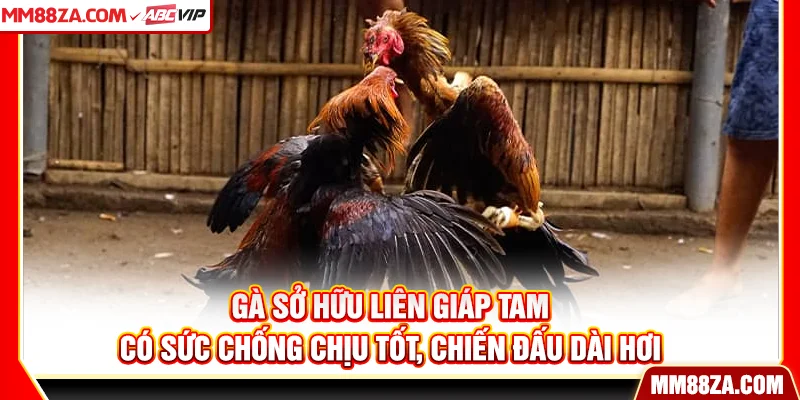Gà sở hữu liên giáp tam có sức chống chịu tốt, chiến đấu dài hơi