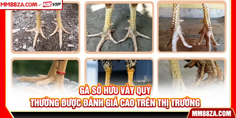 Gà sở hữu vảy quý thường được đánh giá cao trên thị trường