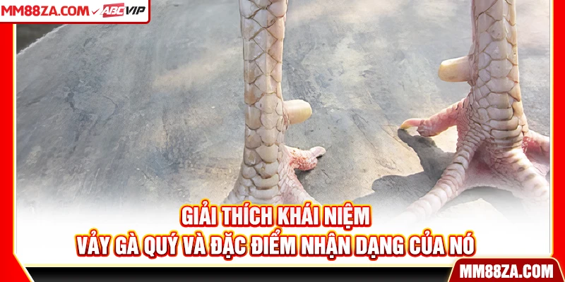 Giải thích khái niệm vảy gà quý và đặc điểm nhận dạng của nó