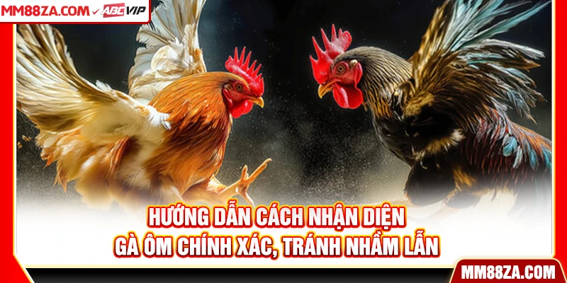 Hướng dẫn cách nhận diện gà ôm chính xác, tránh nhầm lẫn