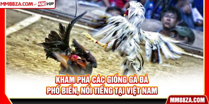 Khám phá các giống gà đá phổ biến, nổi tiếng tại Việt Nam