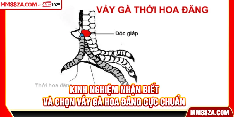 Kinh nghiệm nhận biết và chọn vảy gà hoa đăng cực chuẩn