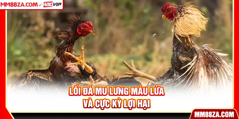 Lối đá mu lưng máu lửa và cực kỳ lợi hại