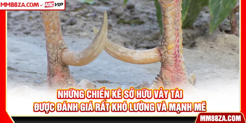Những chiến kê sở hữu vảy tài được đánh giá rất khó lường và mạnh mẽ