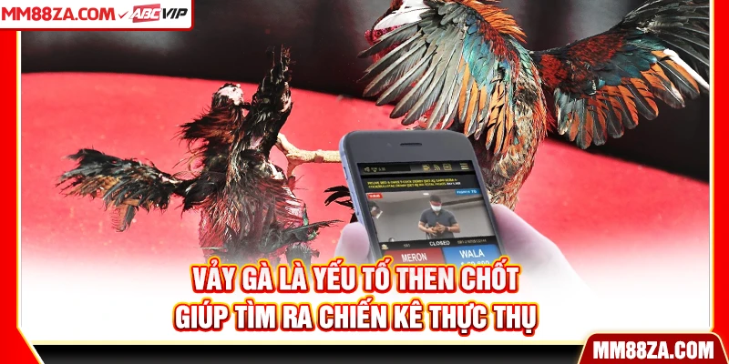 Vảy gà là yếu tố then chốt giúp tìm ra chiến kê thực thụ