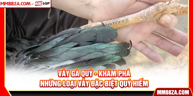Vảy Gà Quý