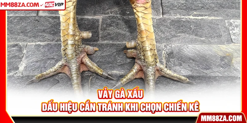 Vảy Gà Xấu