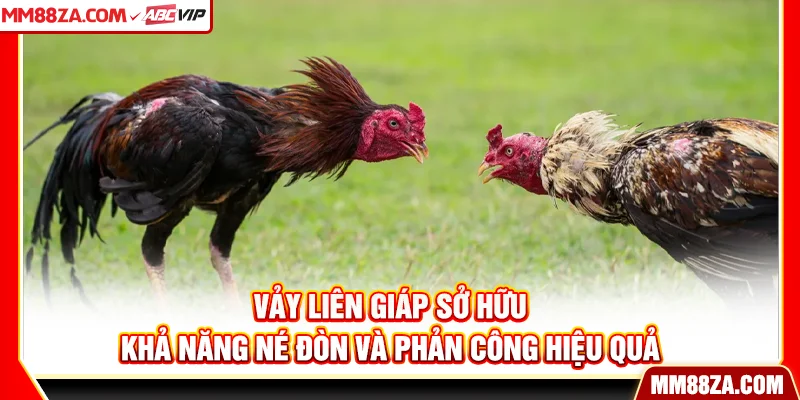 Vảy liên giáp sở hữu khả năng né đòn và phản công hiệu quả